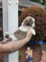 Dee, a female Shih Tzu for sale in Barnegat, NJ – 2 of 3
