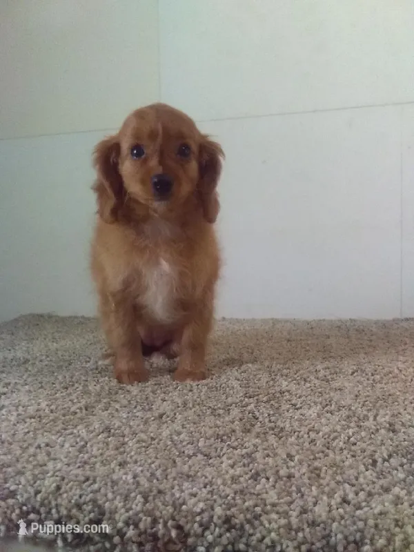 Suzzy  – Cavapoo puppy for sale in Barnegat, NJ