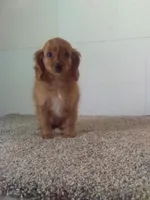 Suzzy , a female Cavapoo for sale in Barnegat, NJ – 1 of 1