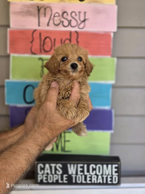 Sissy  – Maltipoo puppy for sale in Barnegat, NJ