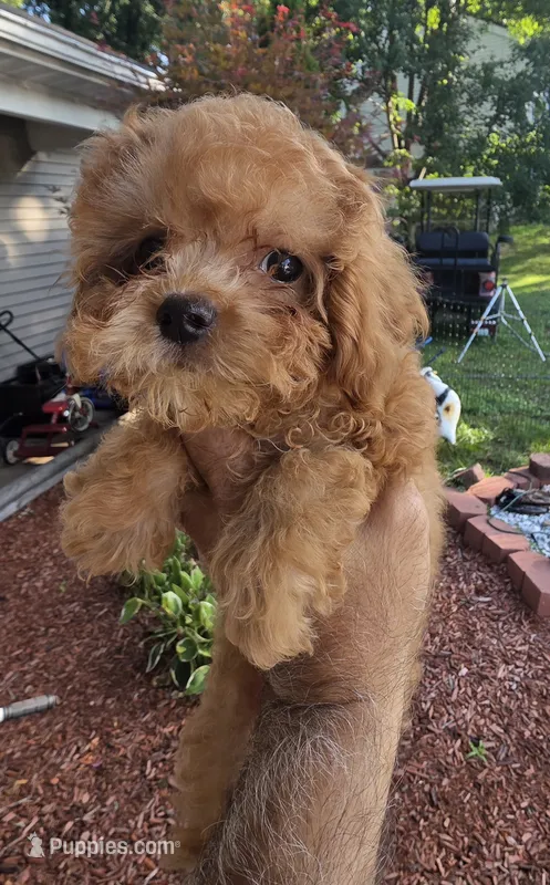 Tiny tim – Cavapoo puppy for sale in Barnegat, NJ