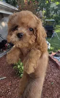Tiny tim, a male Cavapoo for sale in Barnegat, NJ – 1 of 4