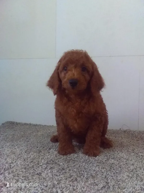 Cj – Cavapoo puppy for sale in Barnegat, NJ