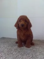Cj, a male Cavapoo for sale in Barnegat, NJ – 1 of 1