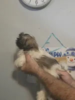 Stanley , a male Shih Tzu for sale in Barnegat, NJ – 2 of 3