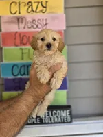 Sissy , a female Maltipoo for sale in Barnegat, NJ – 1 of 3
