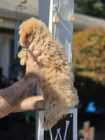 Sissy , a female Bichpoo for sale in Barnegat, NJ – 3 of 3
