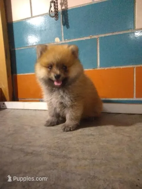 Stanley  – Pomeranian puppy for sale in Barnegat, NJ