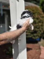Sarah , a female Shihpoo for sale in Barnegat, NJ – 4 of 4