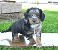 Bandit , a male Cavapoo for sale in Barnegat, NJ – 2 of 2