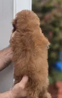 Peggy , a female Cavapoo for sale in Barnegat, NJ – 4 of 4