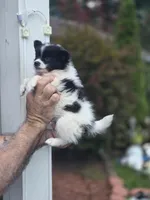 Sweetie , a female Pomeranian for sale in Barnegat, NJ – 2 of 3