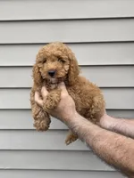 Stanley , a male Maltipoo for sale in Barnegat, NJ – 3 of 4