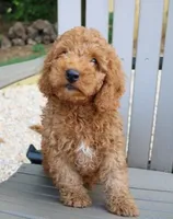 Stanley , a male Maltipoo for sale in Barnegat, NJ – 1 of 4