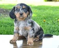 Buster , a male Cavapoo for sale in Barnegat, NJ – 2 of 2