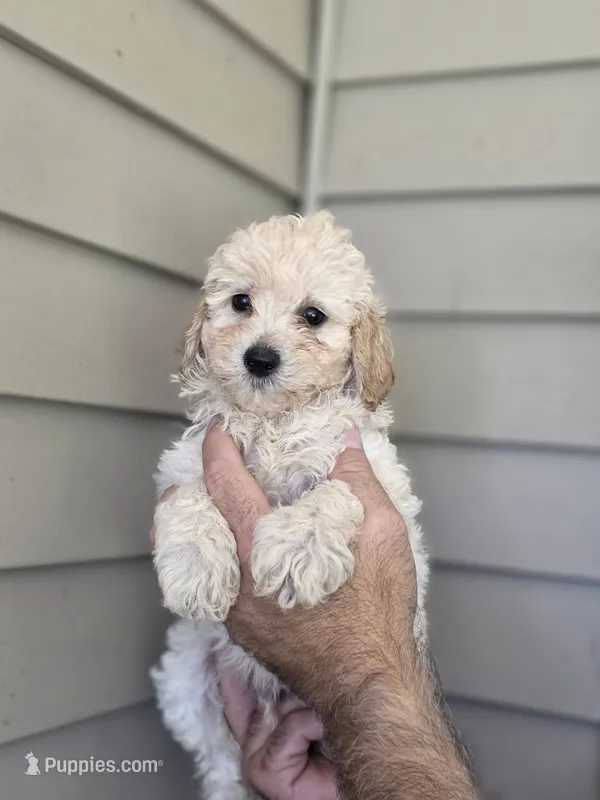 Stanley  – Maltipoo puppy for sale in Barnegat, NJ