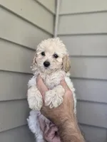 Stanley , a female Maltipoo for sale in Barnegat, NJ – 1 of 3