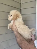 Stanley , a male Miniature Goldendoodle for sale in Barnegat, NJ – 3 of 3