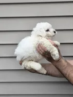 Will, a male Maltipoo for sale in Barnegat, NJ – 3 of 3