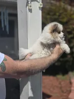 Patti , a female Pomeranian for sale in Barnegat, NJ – 3 of 3