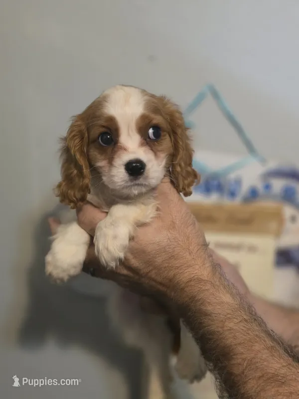 Sal  – Cavalier King Charles Spaniel puppy for sale in Barnegat, NJ