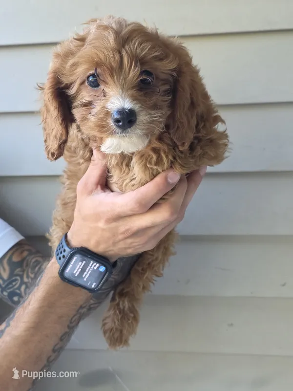 CJ – Cavapoo puppy for sale in Barnegat, NJ