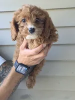 CJ, a male Cavapoo for sale in Barnegat, NJ – 1 of 3