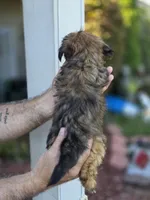 Sally , a female Shorkie for sale in Barnegat, NJ – 4 of 4