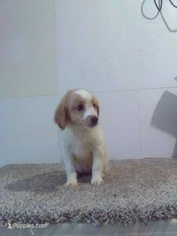 Claire – Cavapoo puppy for sale in Barnegat, NJ