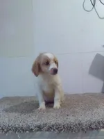 Claire, a female Cavapoo for sale in Barnegat, NJ – 1 of 1