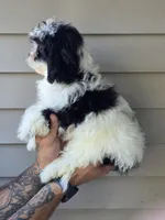 Sissy , a female Bichon Frise and Shih Tzu for sale in Barnegat, NJ – 2 of 3
