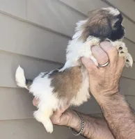 Sam , a male Shih Tzu for sale in Barnegat, NJ – Photo 2 of 3