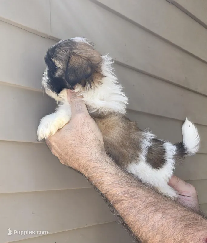 Sam  – Shih Tzu puppy for sale in Barnegat, NJ