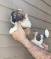 Sam , a male Shih Tzu for sale in Barnegat, NJ – Photo 1 of 3