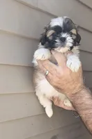 Sam , a male Shih Tzu for sale in Barnegat, NJ – Photo 3 of 3