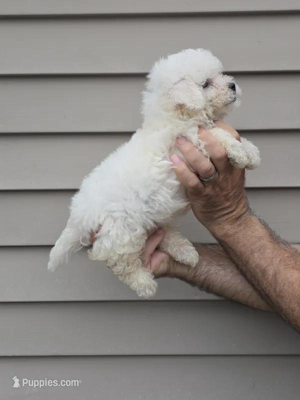 Bob – Maltipoo puppy for sale in Barnegat, NJ