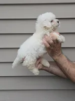 Bob, a male Maltipoo for sale in Barnegat, NJ – 1 of 3