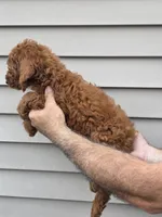 Paul, a male Poodle - Miniature  for sale in Barnegat, NJ – 3 of 3