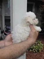 Suzzy , a female Maltipoo for sale in Barnegat, NJ – 3 of 3