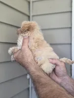 Pete , a female Maltipoo for sale in Barnegat, NJ – 2 of 3