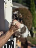 Sally , a female Shih Tzu for sale in Barnegat, NJ – 3 of 4