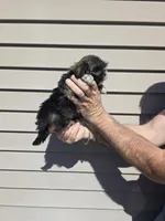 Parker , a male Shih Tzu for sale in Barnegat, NJ – Photo 7 of 8