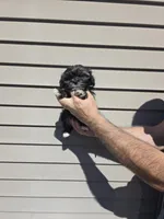 Parker , a male Shih Tzu for sale in Barnegat, NJ – Photo 6 of 8