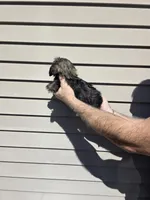 Parker , a male Shih Tzu for sale in Barnegat, NJ – Photo 8 of 8