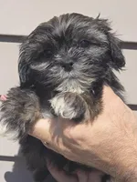 Parker , a male Shih Tzu for sale in Barnegat, NJ – Photo 5 of 8