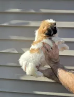 Sal , a male Shih Tzu for sale in Barnegat, NJ – 3 of 3