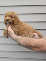 Stanley , a male Maltipoo for sale in Barnegat, NJ – 2 of 4