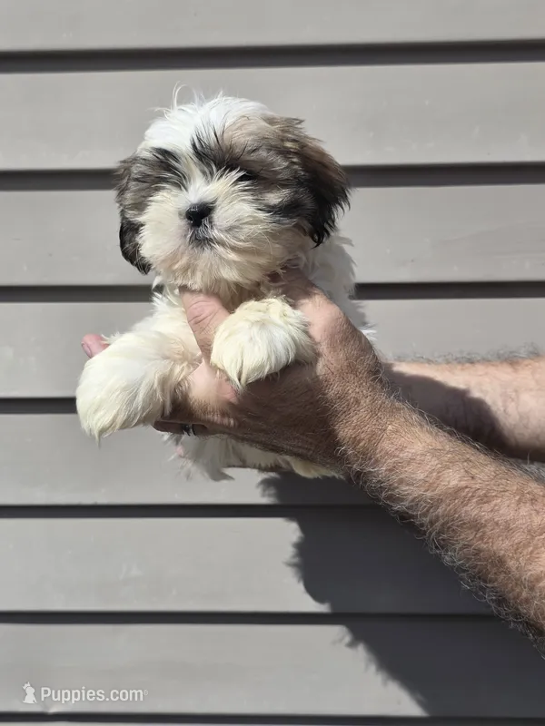 Stanley  – Shih Tzu puppy for sale in Barnegat, NJ