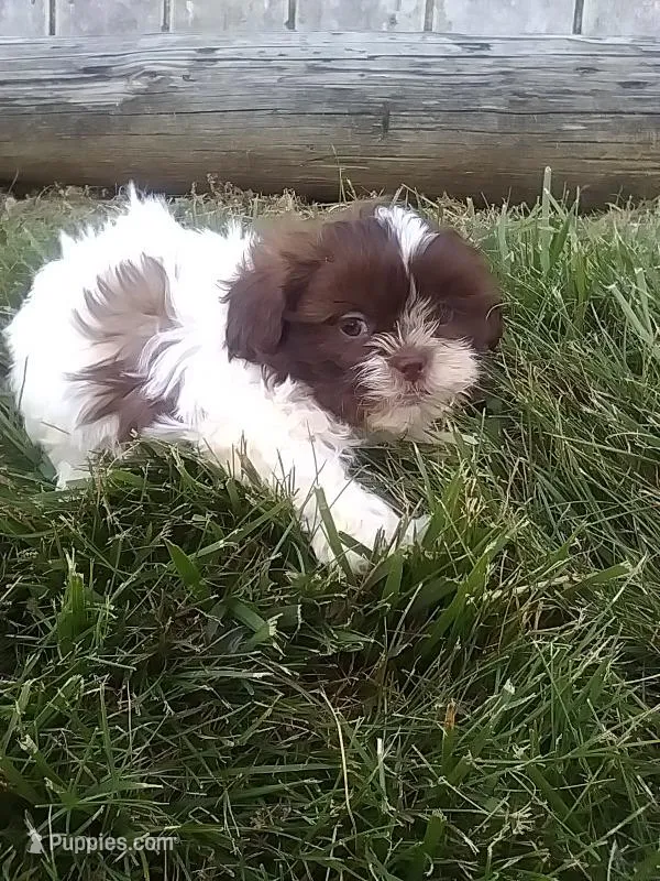 Coco  – Shih Tzu puppy for sale in Barnegat, NJ