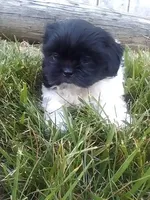 Parker , a male Shih Tzu for sale in Barnegat, NJ – 3 of 3